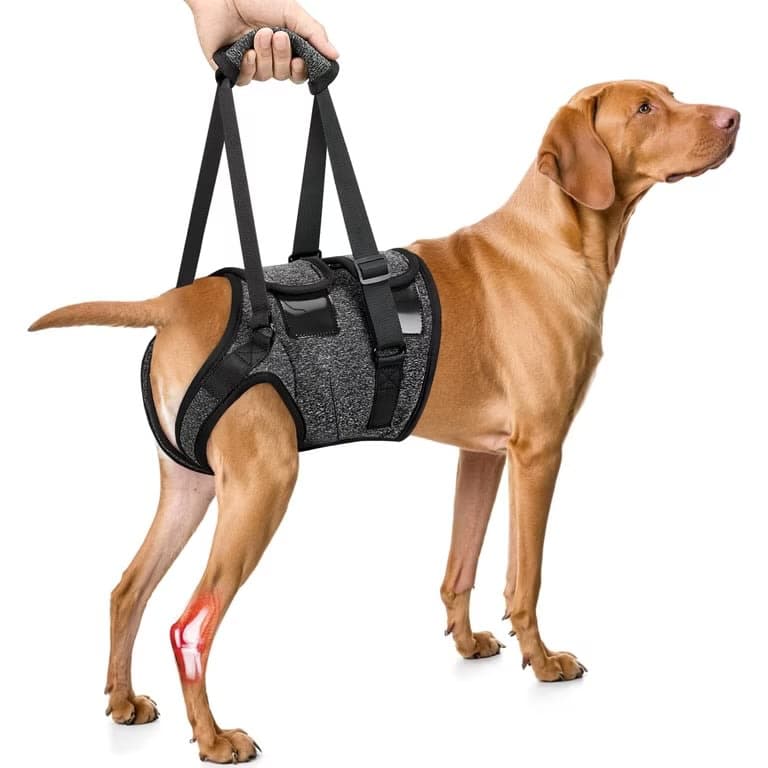 Lifting Harness For Dogs - XL